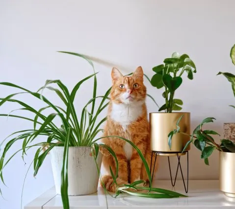 cat_pot.jpeg